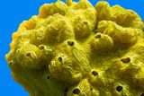 541-Million-Year-Old Sea Sponge Confirmed As One of Earth’s First Animals