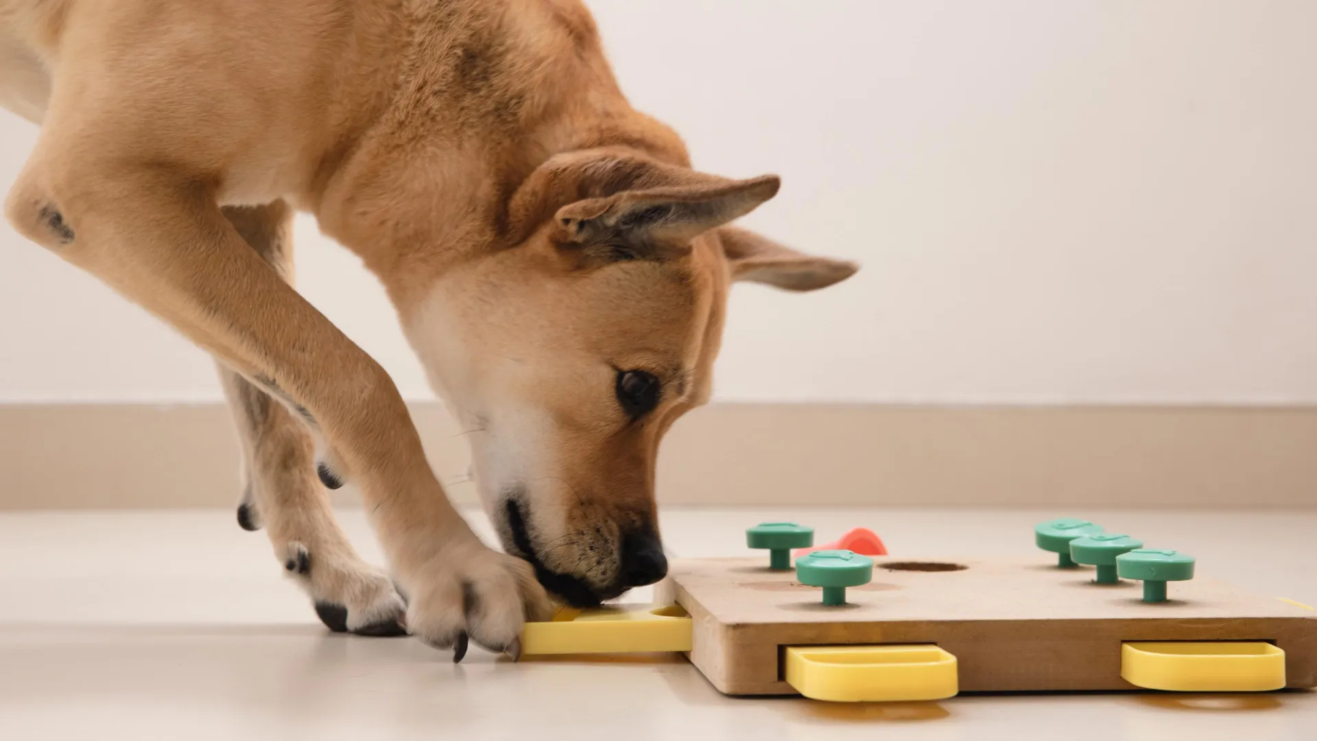 Dogs can tell how toys work without any training