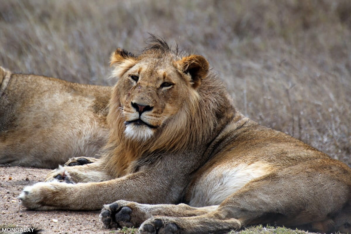 How annual lion surveys reveal the health of Africa’s protected areas