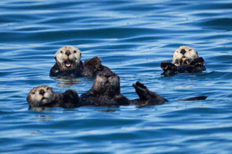Booming sea otters and fading shellfish spark values clash in Alaska