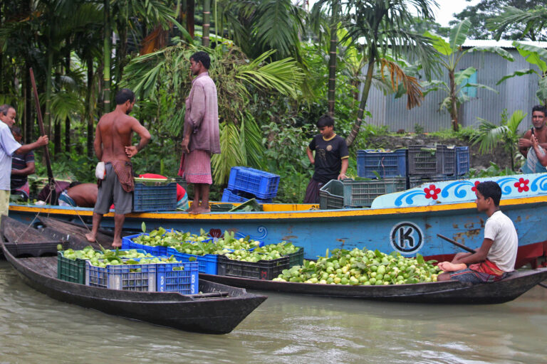 Guava yields in South Asia shrink due to unpredictable heat & rainfall