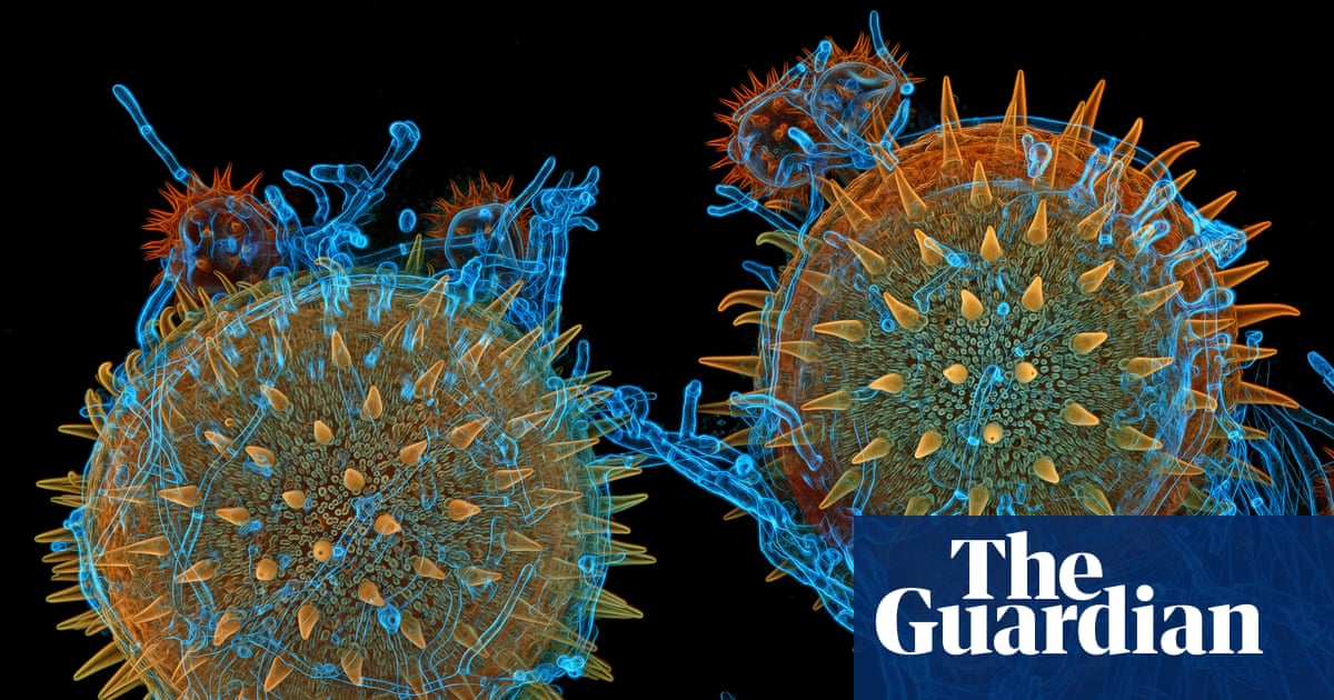 Magnifying the minuscule: Nikon Small World photomicrography 2025 – in pictures | Science