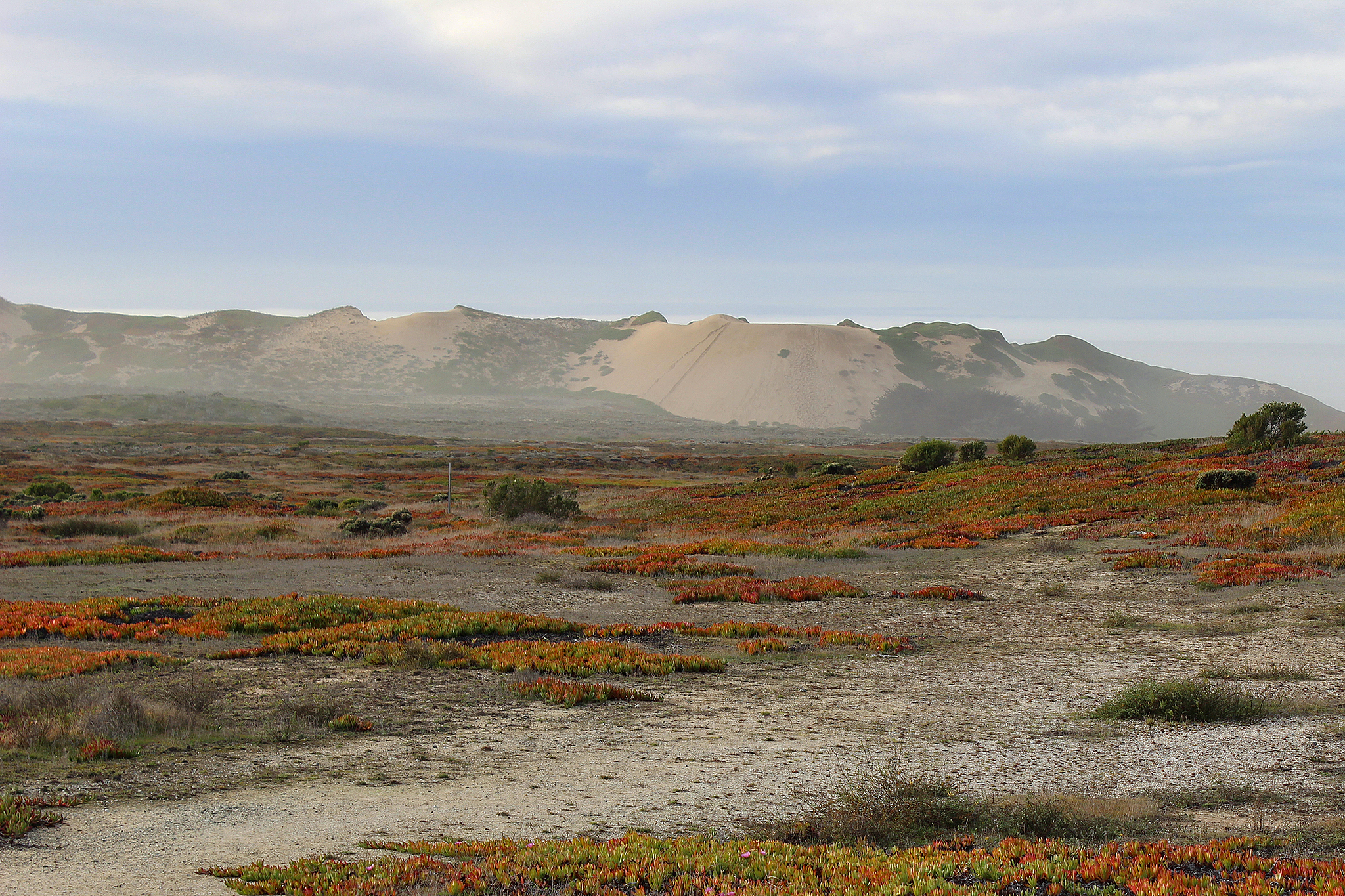 New spooky species discovered in California’s sand dunes