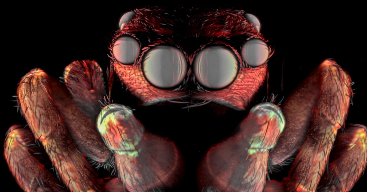 Nikon’s Small World contest highlights microscopic beauty of weevils, butterfly eggs and more