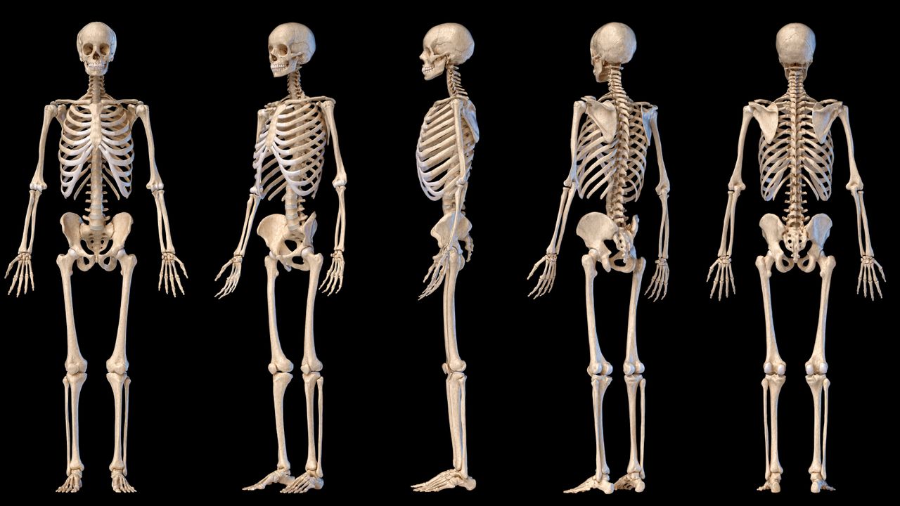 Human skeleton quiz: What do you know about the bones in your body?