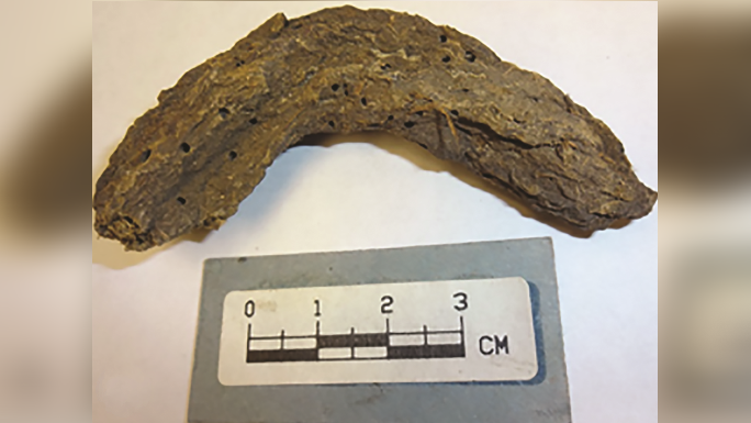 1,300-year-old poop reveals pathogens plagued prehistoric people in Mexico’s ‘Cave of the Dead Children’