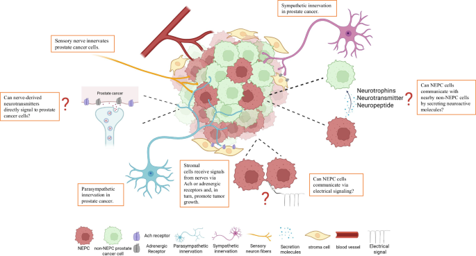 Neuroscience in prostate cancer | Prostate Cancer and Prostatic Diseases