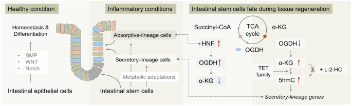 A metabolic switch in the TCA cycle: a regulator of intestinal stem cell fate during tissue regeneration