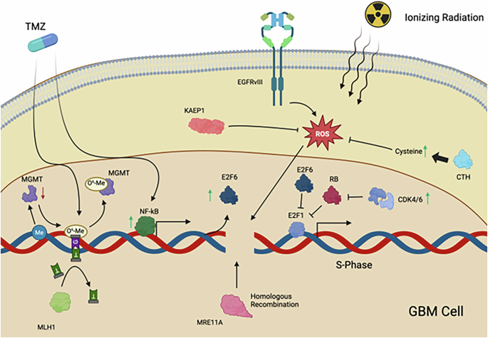 Defining treatment-resistant brain cancer: Genetic screening to identify oncogene-driven immunomodulation and therapy resistance