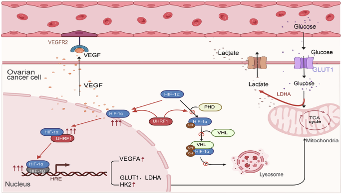 UHRF1-mediated HIF-1α stabilization promotes ovarian cancer through metabolic reprogramming and angiogenesis