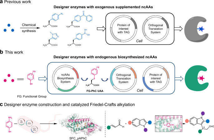 Design and evolution of artificial enzyme with in-situ biosynthesized non-canonical amino acid