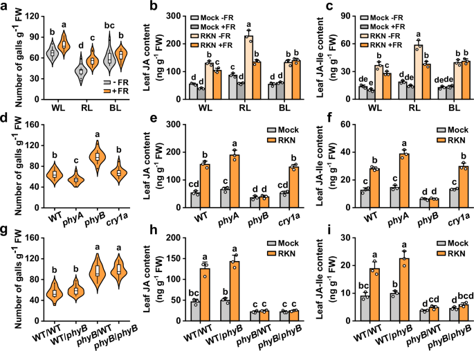 HY5 integrates light and electrical signaling to trigger a jasmonate burst for nematode defense in tomato