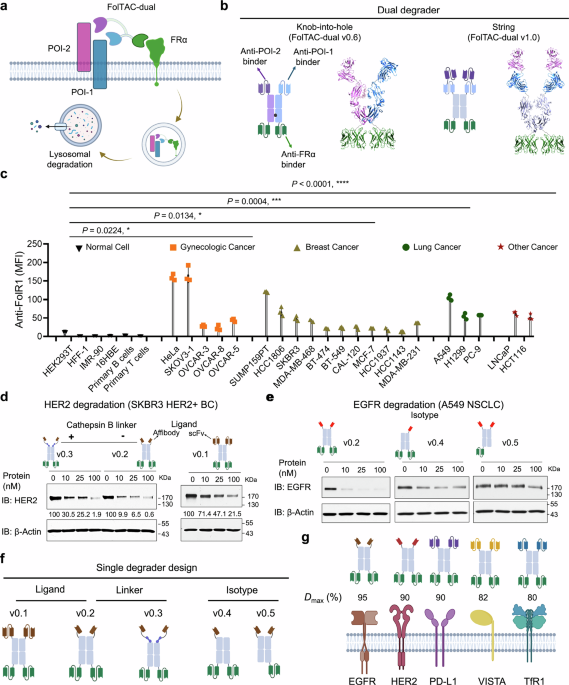Dual membrane receptor degradation via folate receptor targeting chimera