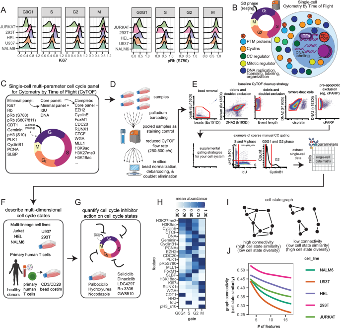 A deep single cell mass cytometry approach to capture canonical and noncanonical cell cycle states