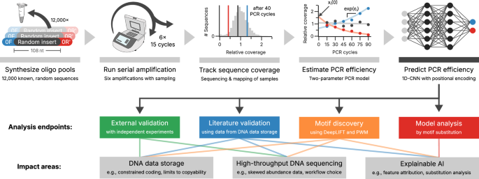 Predicting sequence-specific amplification efficiency in multi-template PCR with deep learning