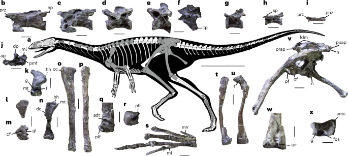 A Carnian theropod with unexpectedly derived features during the first dinosaur radiation