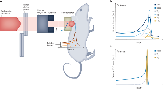 Radioactive ion beams for radiotherapy