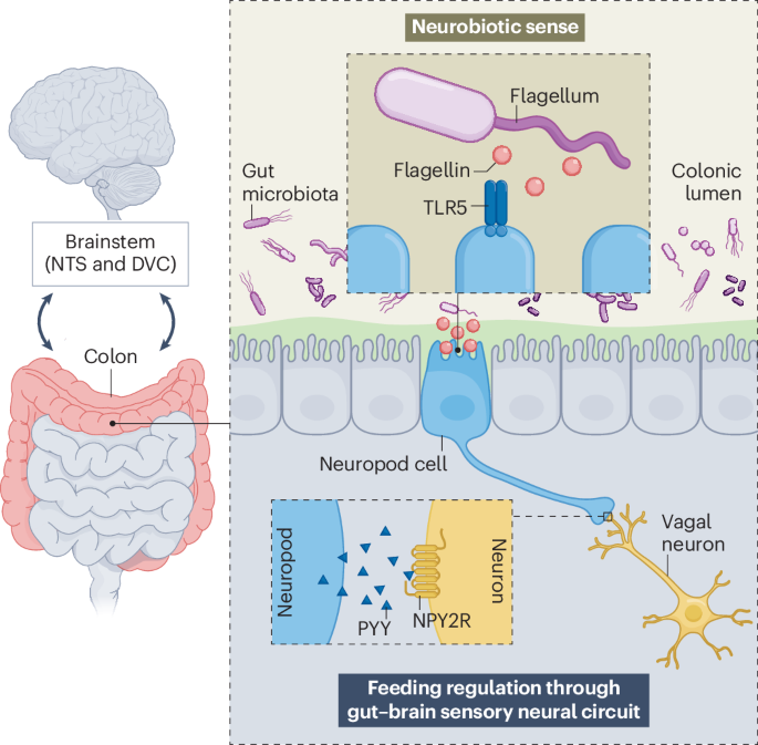 A neurobiotic sense curbs feeding: a new frontier in gut–brain communication