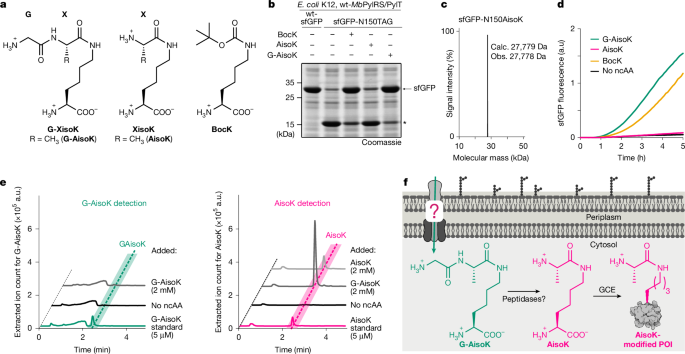 Hijacking a bacterial ABC transporter for genetic code expansion