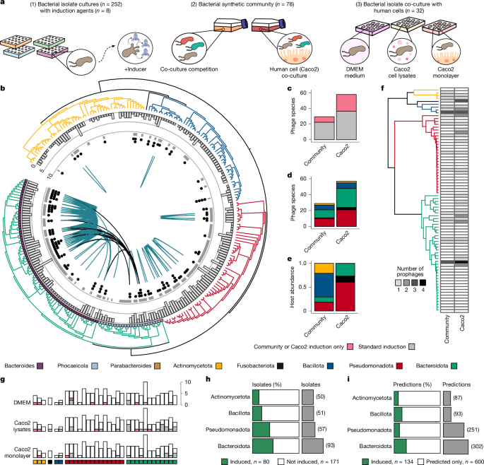Isolation, engineering and ecology of temperate phages from the human gut