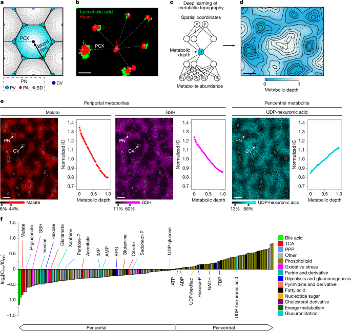 Spatial metabolic gradients in the liver and small intestine