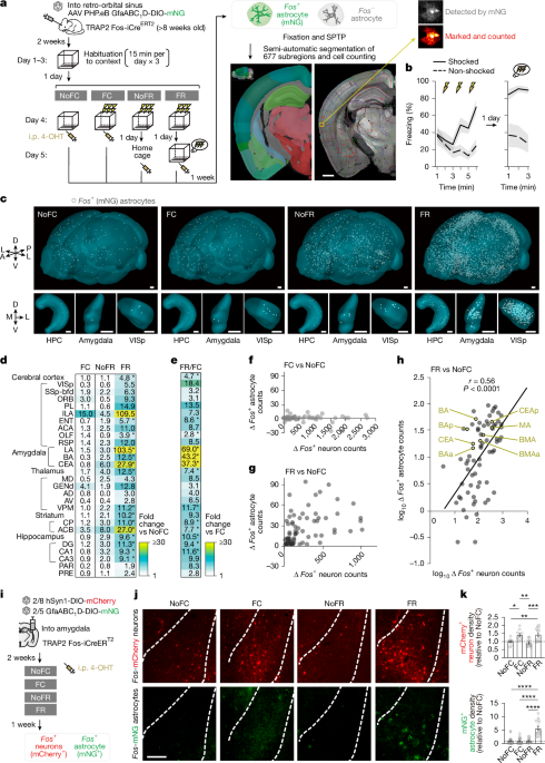 The astrocytic ensemble acts as a multiday trace to stabilize memory
