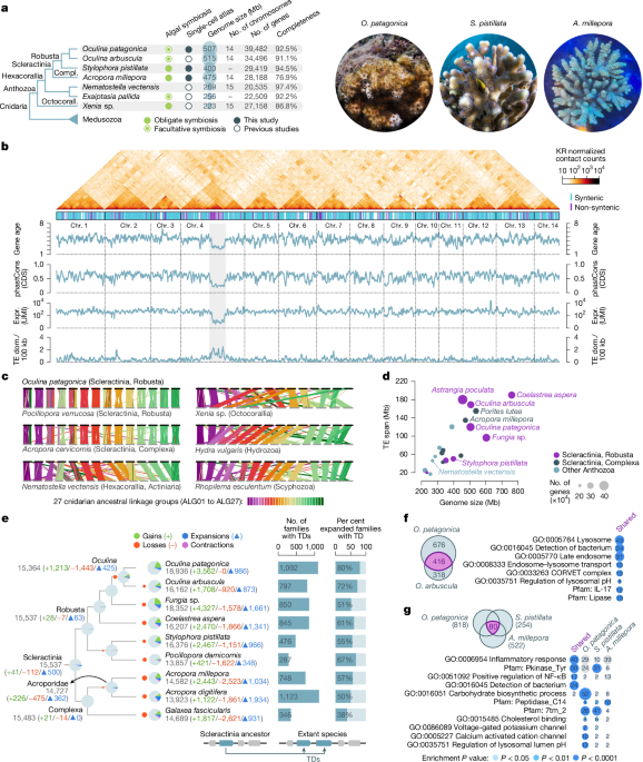 The evolution of facultative symbiosis in stony corals