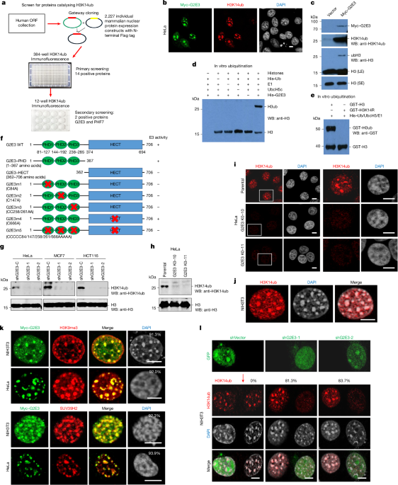 A conserved H3K14ub-driven H3K9me3 for chromatin compartmentalization