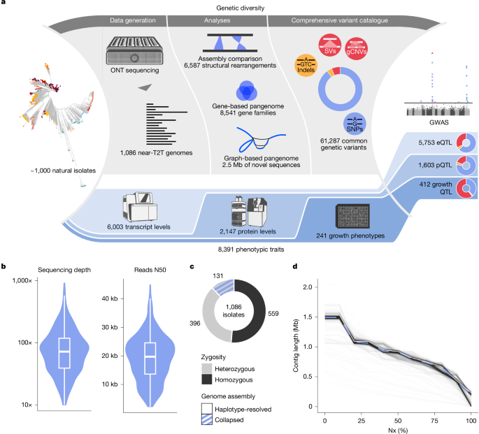 From genotype to phenotype with 1,086 near telomere-to-telomere yeast genomes
