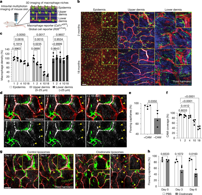 Niche-specific dermal macrophage loss promotes skin capillary ageing