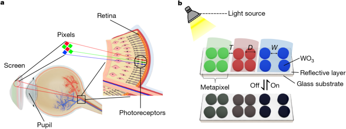 Video‐rate tunable colour electronic paper with human resolution