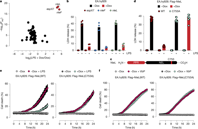 Enteropathogenic bacteria evade ROCK-driven epithelial cell extrusion