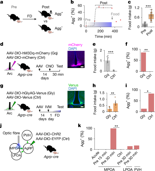 Integration of hunger and hormonal state gates infant-directed aggression