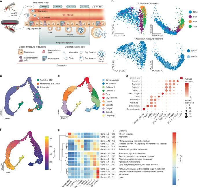 Mapping Plasmodium transitions and interactions in the Anopheles female