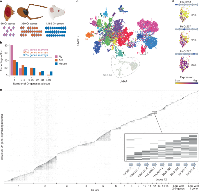 Transcriptional interferences ensure one olfactory receptor per ant neuron