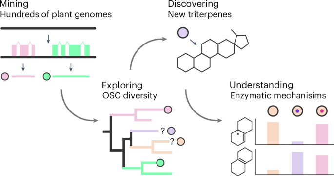 Large-scale mining of plant genomes unlocks the diversity of oxidosqualene cyclases