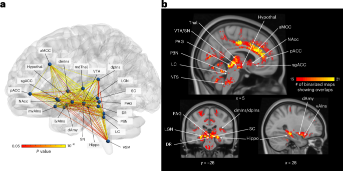 Evidence from 7 Tesla fMRI of intrinsic network supporting allostasis in the human brain
