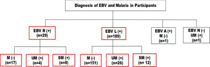 Impact of epstein-barr virus reactivation on cytokine levels in pregnant women with malaria in the west region of cameroon