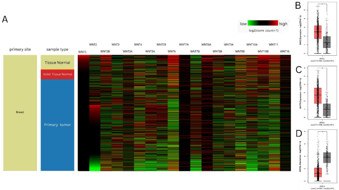 Comprehensive bioinformatics analysis reveals prognostic significance and immunological roles of WNT gene family in breast cancer