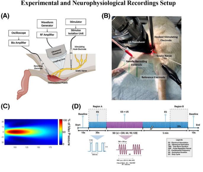 Low-Intensity ultrasound for controlled excitation and suppression in rat sciatic nerve