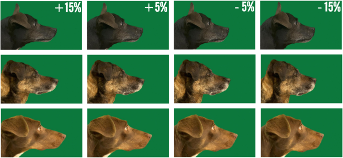 Selective attraction to shorter muzzles in dogs is a hidden driver of the brachycephalic welfare crisis