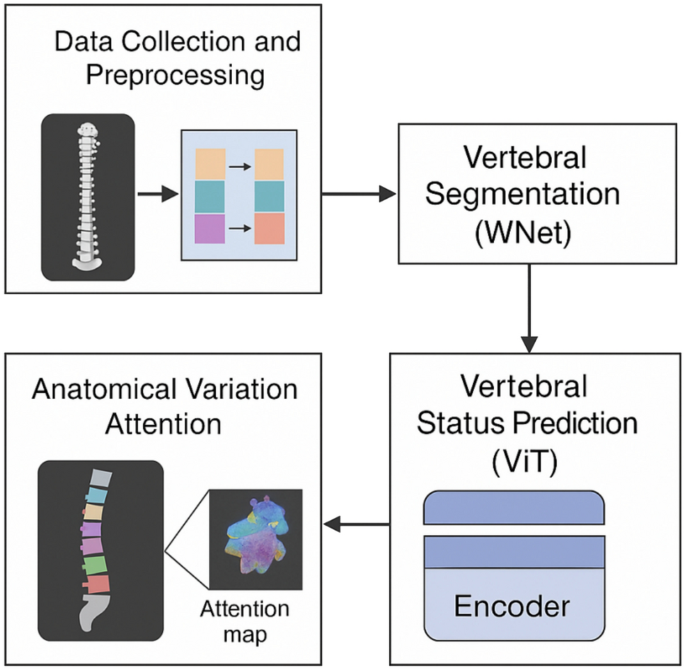Transformer-enhanced vertebrae segmentation and anatomical variation recognition from CT images