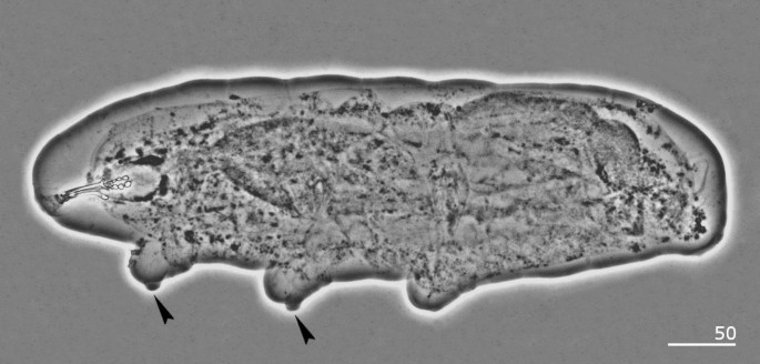 Integrative taxonomy elucidates phylogenetic position of a clawless African eutardigrade (Tardigrada) supporting the erection of a new genus