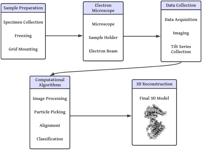 CryoEMNet driven symmetry-aware molecular reconstruction through deep learning enhanced electron microscopy