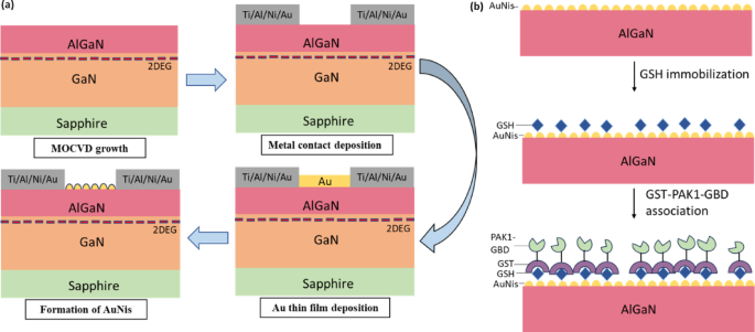 AuNis modified AlGaN/GaN HEMT biosensor for reliable detection of small Rho GTPases in Jurkat T cell lysate