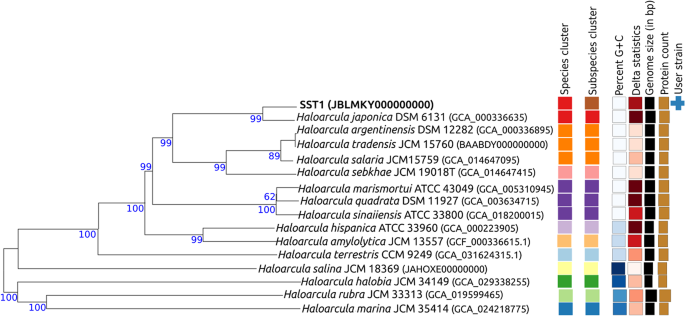 Production, characterization, and genomic insights of a human lectin-binding exopolysaccharide from Haloarcula japonica strain SST1