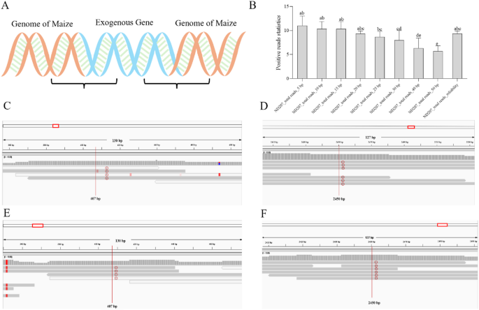 Efficient transgenic maize (Zea Mays L.) detection using low-depth next-generation sequencing