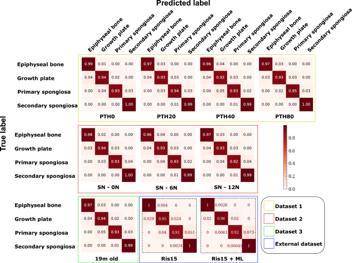 A deep learning-based framework for standardized analysis of trabecular bone compartments from micro-CT imaging data in the mouse tibia