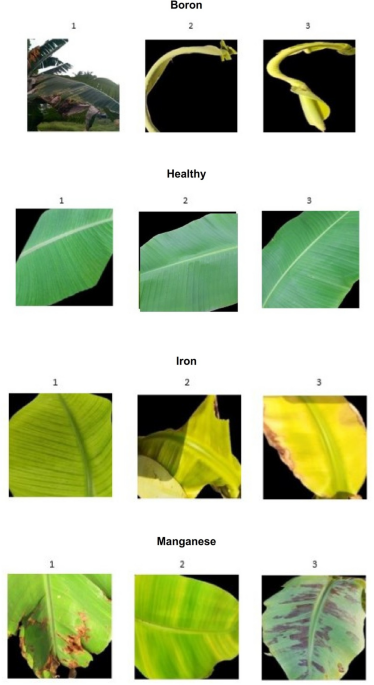A neural architecture search optimized lightweight attention ensemble model for nutrient deficiency and severity assessment in diverse crop leaves
