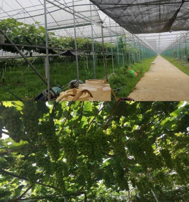 Grape sugar content prediction with multispectral alignment and improved residual network